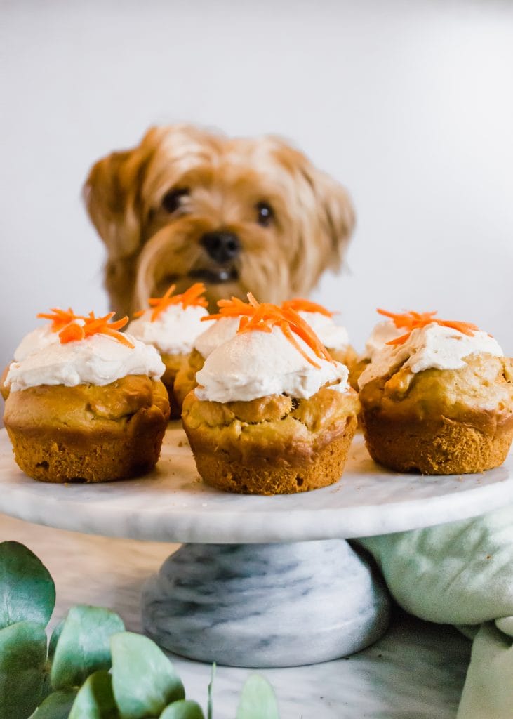 Yorkie with a batch of peanut butter and carrot pupcakes (cupcakes for dogs).
