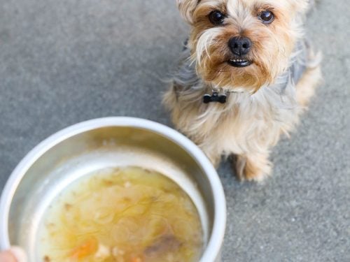 is homemade chicken broth good for dogs