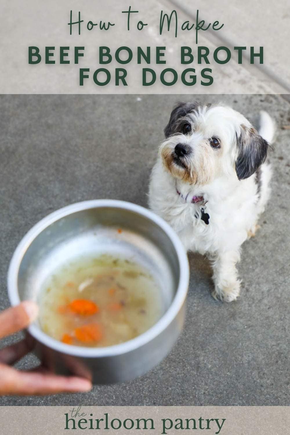 Pinterest pin of dog with bowl of beef bone broth with carrots.